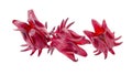 Roselle Hibiscus sabdariffa red fruit flower on white background Royalty Free Stock Photo