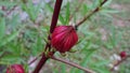 Roselle, a medicinal herb that nourishes the body and prevents disease, is planted in the garden Royalty Free Stock Photo