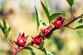 Roselle (plant) Or Hibiscus Sabdariffa