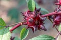 Roselle (plant) or Hibiscus sabdariffa Royalty Free Stock Photo