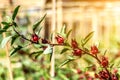 Roselle (plant) or Hibiscus sabdariffa Royalty Free Stock Photo