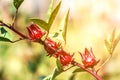 Roselle (plant) or Hibiscus sabdariffa Royalty Free Stock Photo