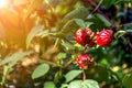 Roselle (plant) or Hibiscus sabdariffa Royalty Free Stock Photo