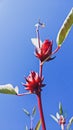 Roselle tree isolated on sky background.