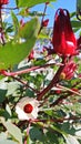 Roselle tree with white flower.