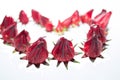 Roselle Royalty Free Stock Photo