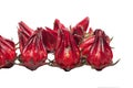 Roselle Royalty Free Stock Photo