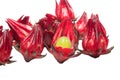 Roselle Royalty Free Stock Photo