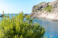 Rosemarine in Cap de Creus, natural park. Eastern point of Spain, Girona province, Catalonia. Famous tourist destination in Costa