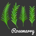 Rosemarry vector Royalty Free Stock Photo