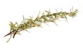 Rosemary Royalty Free Stock Photo