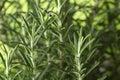 Rosemary Royalty Free Stock Photo