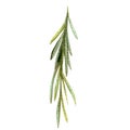 Watercolor Rosemary branch illustration, isolated