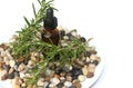 Rosemary Aromatherapy