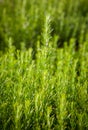 Rosemary background, fresh plant growth, scented