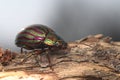 Rosemary beatle (Chrysolina americana)