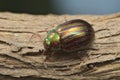 Rosemary beetle (Chrysolina americana)