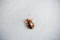 Rosemary beetle isolated on a grey background Chrysolina americana