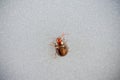 Rosemary beetle isolated on a grey background Chrysolina americana