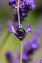 Rosemary Beetle on a lavender plant Royalty Free Stock Photo