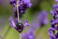 Rosemary Beetle on a lavender plant Royalty Free Stock Photo