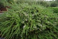 Rosemary in bloom in the countryside of Crete Royalty Free Stock Photo