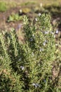 Rosemary blossom in herb garden closeup detail color Royalty Free Stock Photo