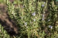 Rosemary blossom in herb garden closeup detail color Royalty Free Stock Photo