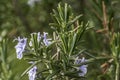 Rosemary blossom in herb garden closeup detail color Royalty Free Stock Photo