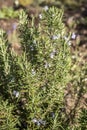 Rosemary blossom in herb garden closeup detail color Royalty Free Stock Photo