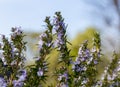 Rosemary blossom in spring macro