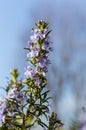 Rosemary blossom in spring macro