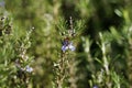 Rosemary Blossoming Bush in garden. Rosmarinus officinalis Lamiaceae var Royalty Free Stock Photo