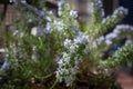 Rosemary blossoming plant Royalty Free Stock Photo