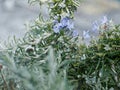 Rosemary Blue Flowering Bush in herbs garden Royalty Free Stock Photo