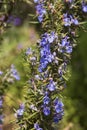 Rosemary with blue flowers and blurred background Royalty Free Stock Photo