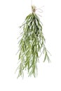 Rosemary bouchet hanged for drying