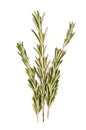 Rosemary branch Royalty Free Stock Photo