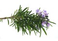 Rosemary branch Royalty Free Stock Photo