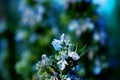 Rosemary branch in bloom Royalty Free Stock Photo