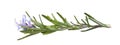 rosemary branch with flowers Royalty Free Stock Photo