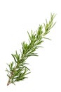 Rosemary branch