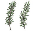 Rosemary branch hand drawn, isolated on white background. Beautiful spice, ingredient for food. Packaging design. Vector