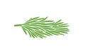 Rosemary branch. Isolated rosemary on white background