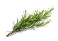 Rosemary branch Royalty Free Stock Photo