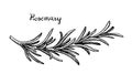 Rosemary branch sketch. Royalty Free Stock Photo