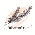 Rosemary branch sketch on watercolor paint. Hand drawn ink illustration of rosemary spice. Vector design for tags, cards