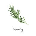 Rosemary branch vector illustration.