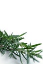 Rosemary branches and leaves isolated on white background with clipping path close-up collection. Royalty Free Stock Photo