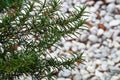 Rosemary branches against blurred background